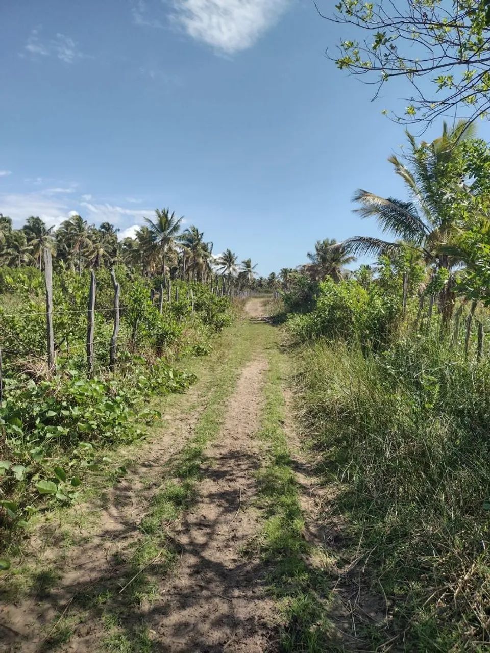 Vendo sítio próximo a praia do Peba/AL - Foto 3
