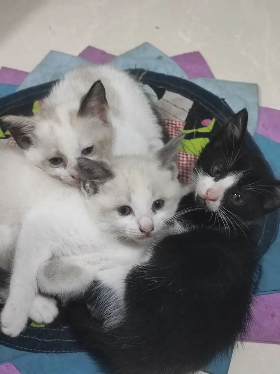 Gatinhas para adoção  - Foto 3