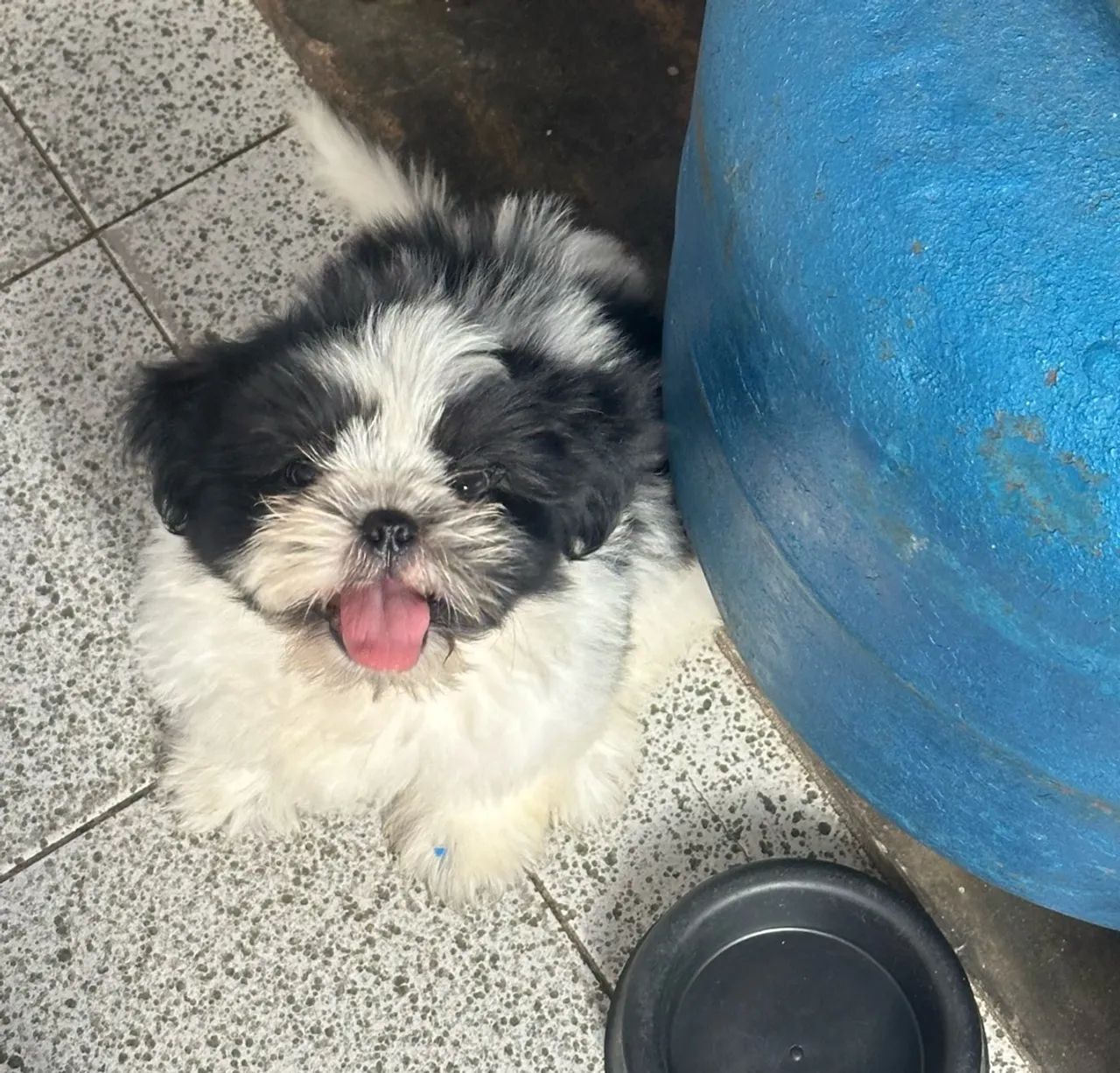 Shihtzu  - Foto 2