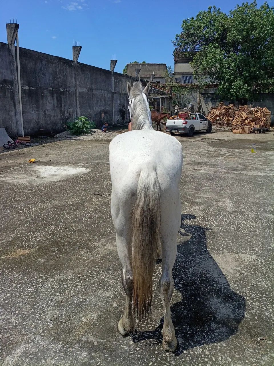 Cavalo capado  - Foto 3