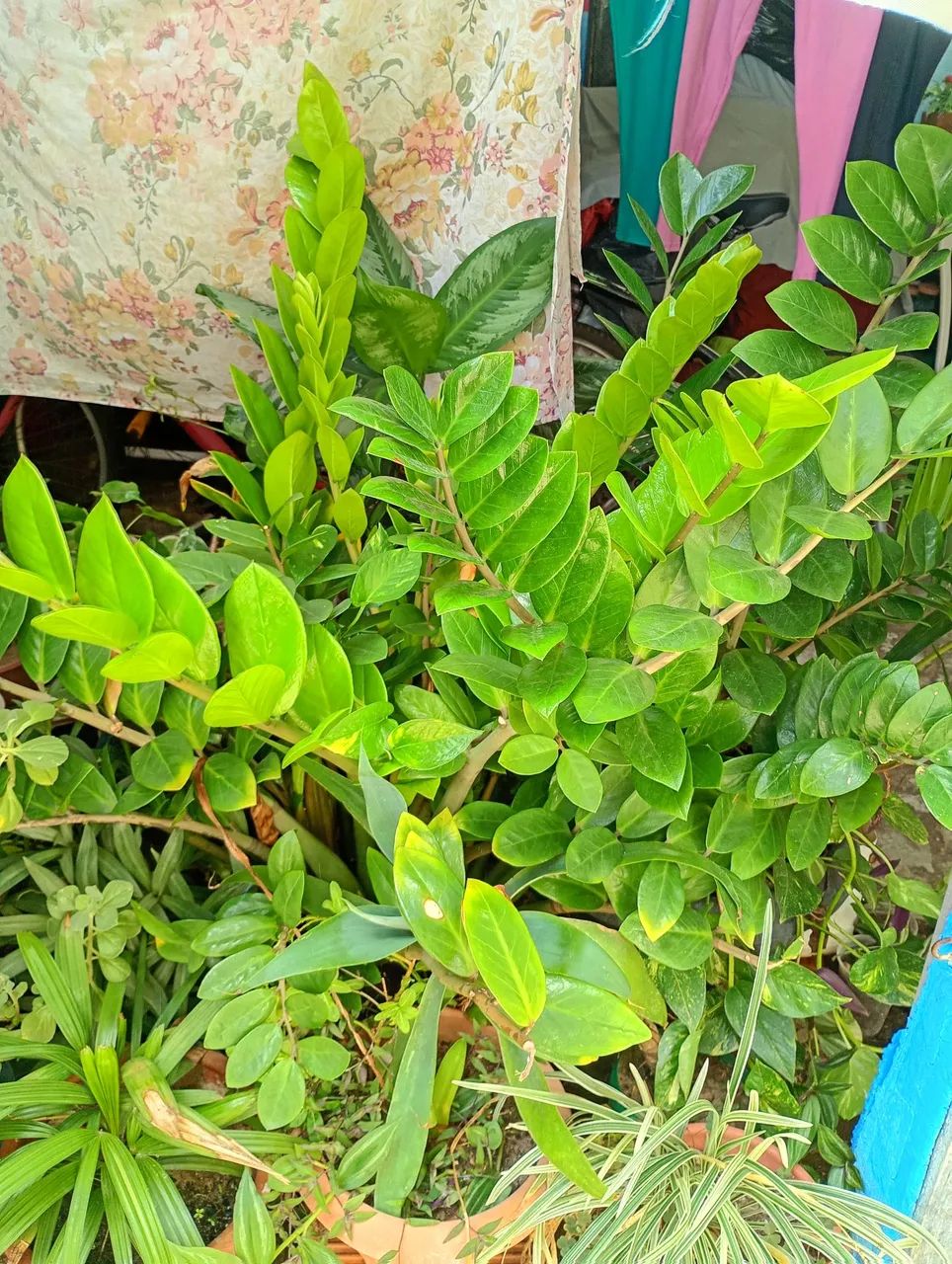 Vendo Planta 