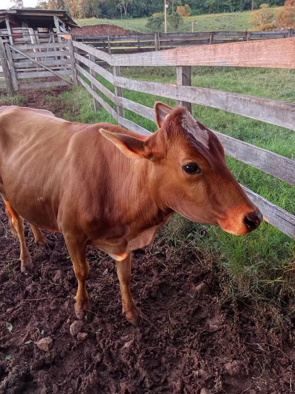 vaca prenha de 7 meses  - Foto 5
