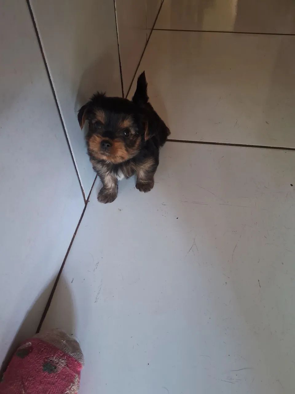 Cachorro  - Foto 2