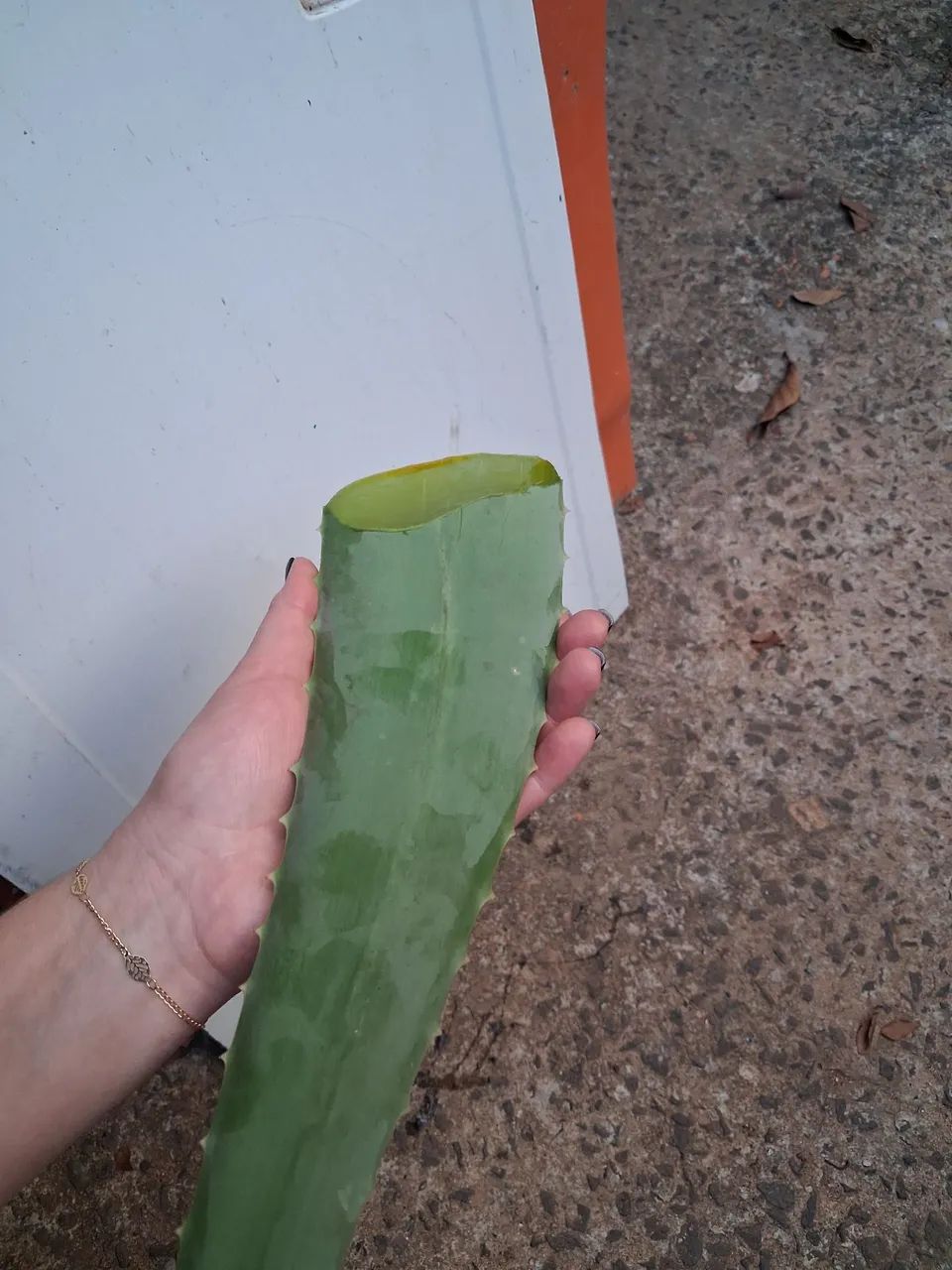 Vendo muda de babosa alô evera - Foto 4