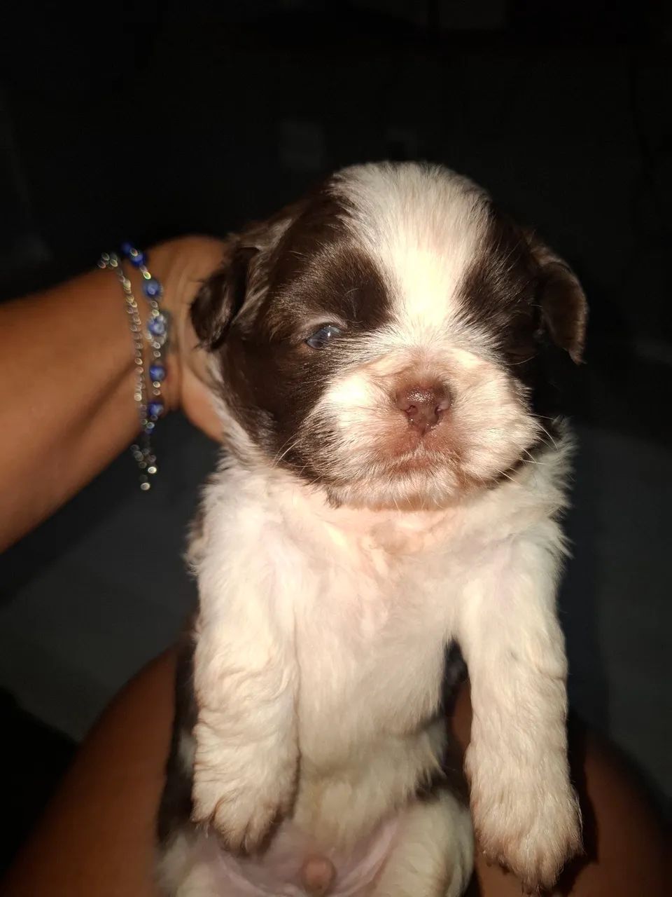 Lindo machinho de shitzu  - Foto 3