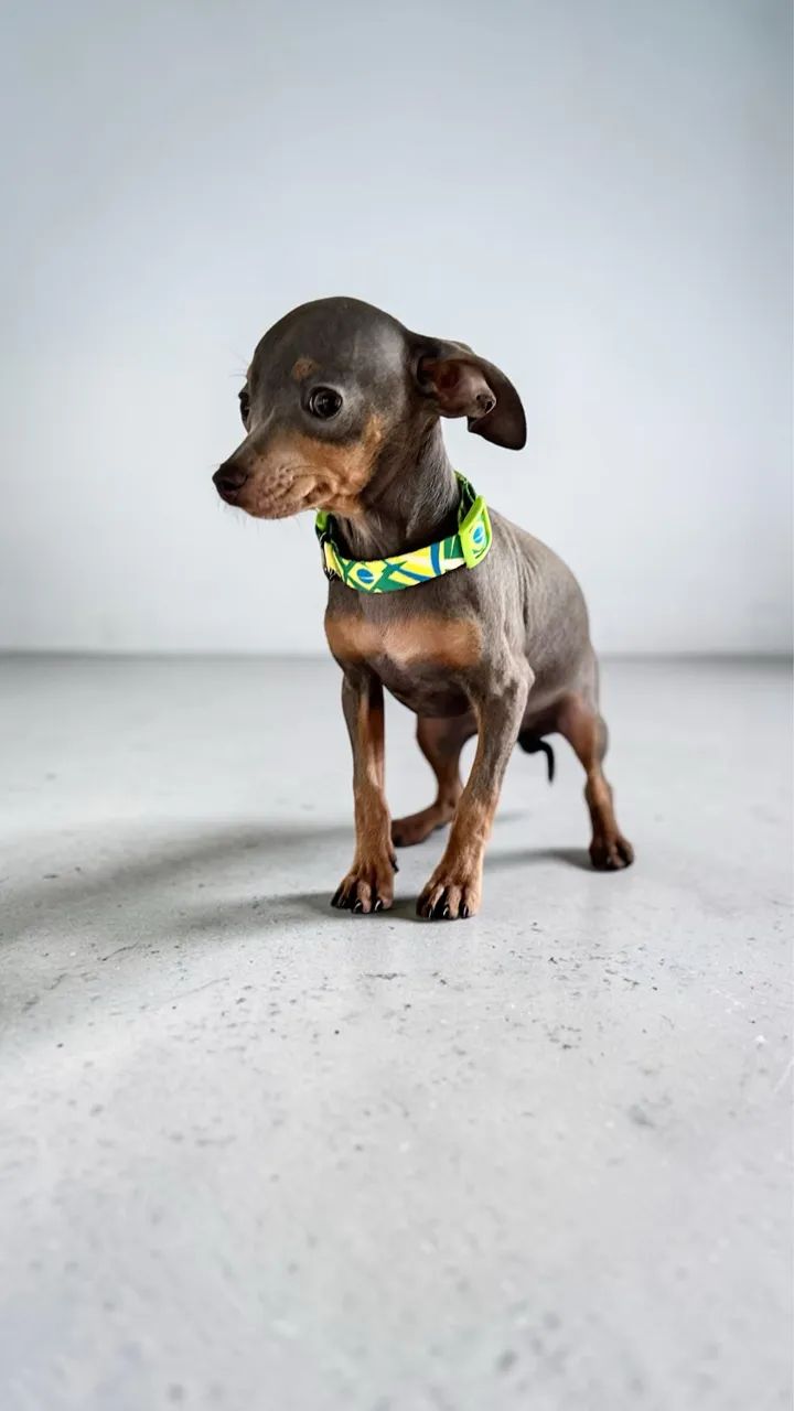 pinscher Blue 5 meses  - Foto 2