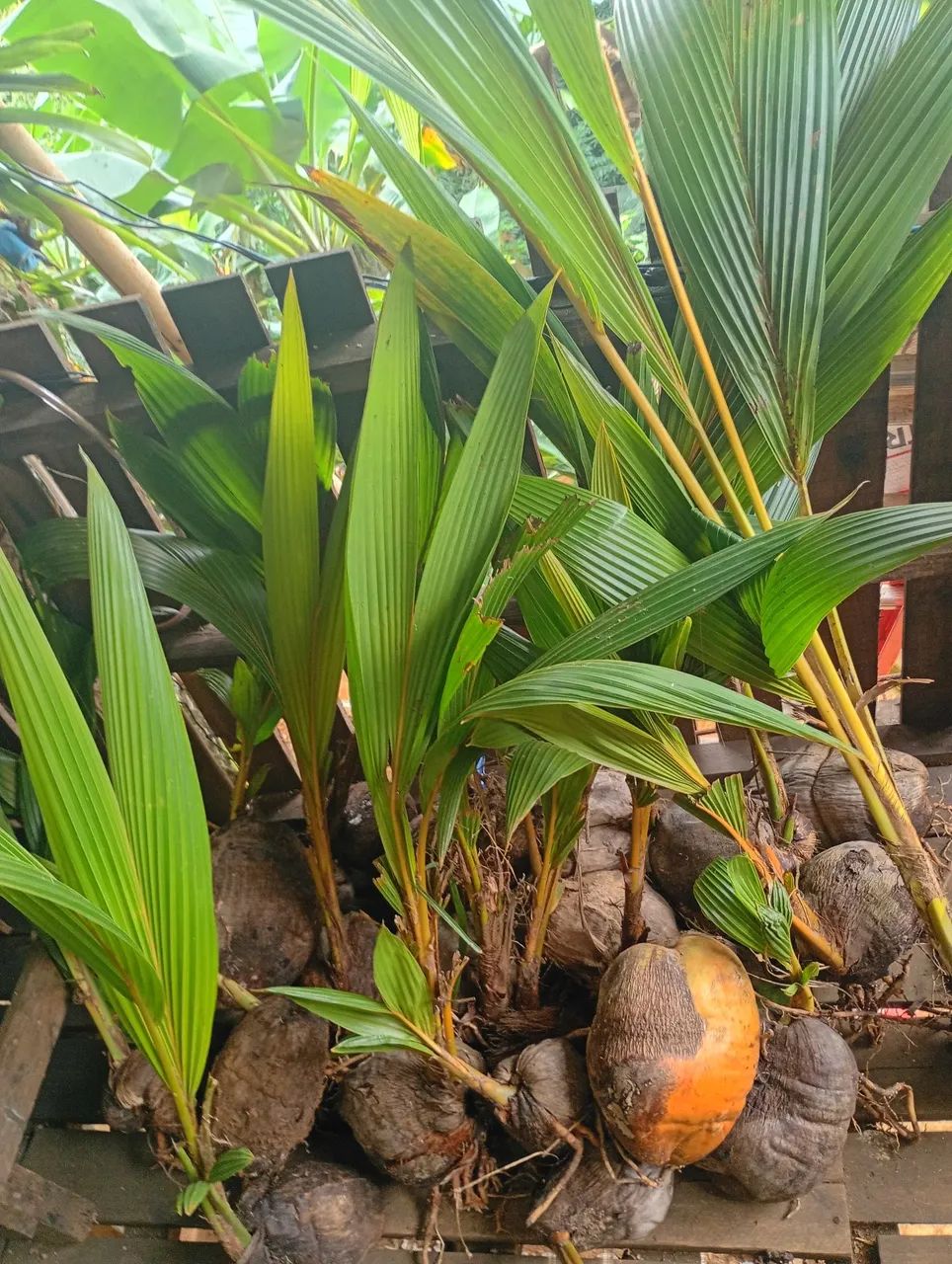 Mudas de coco amarelo  - Foto 2
