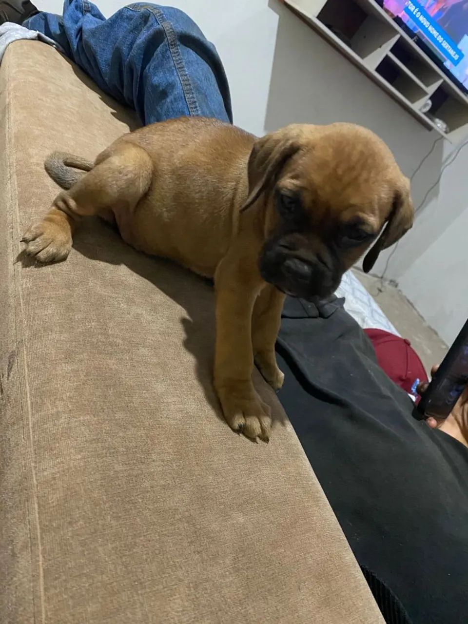 Filhote boxer  - Foto 4