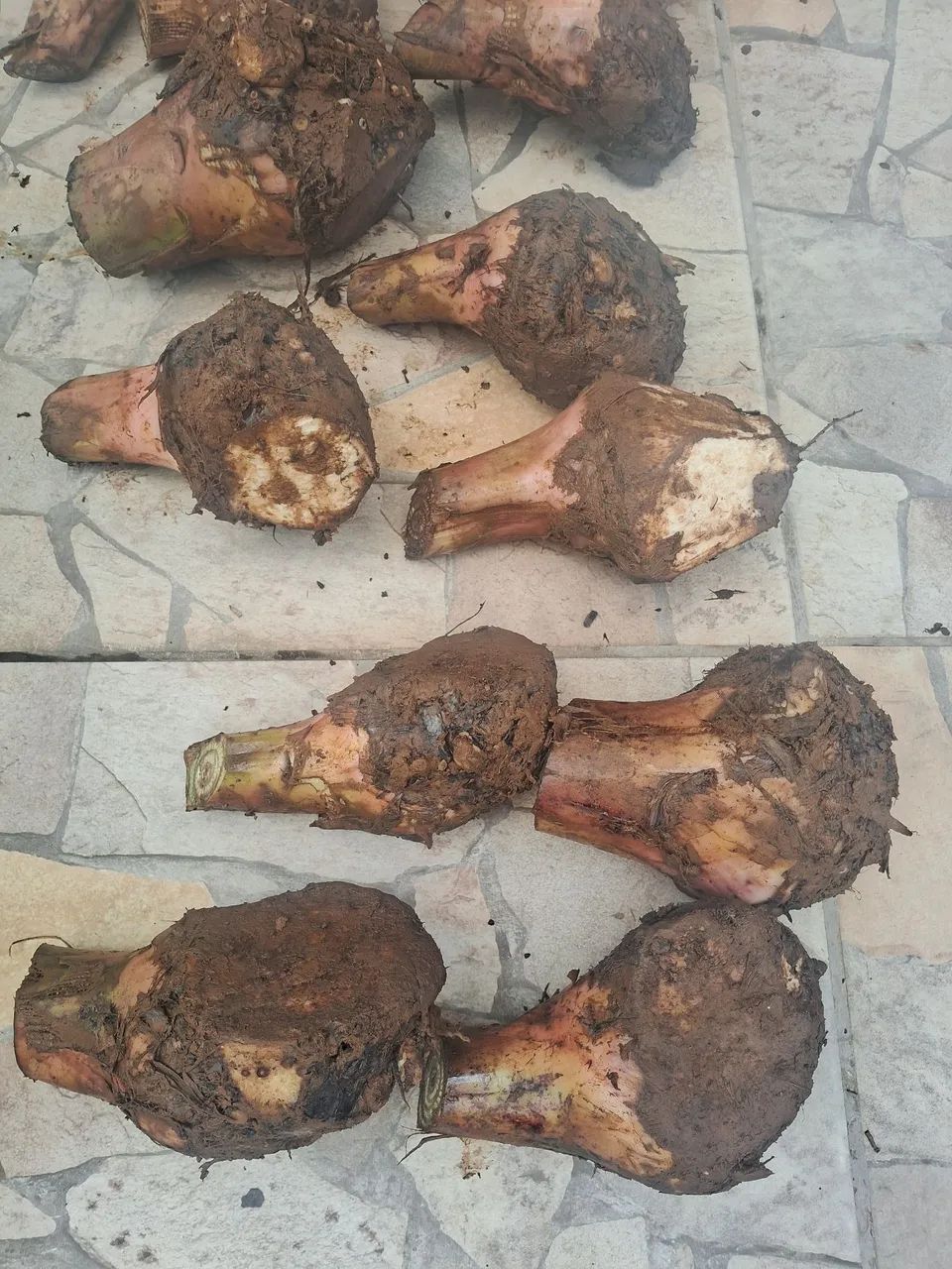 Mudas de banana BRS terra anã  - Foto 2