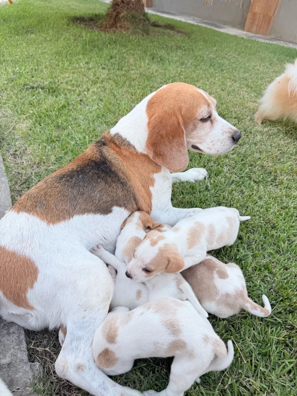 Beagle - Foto 4