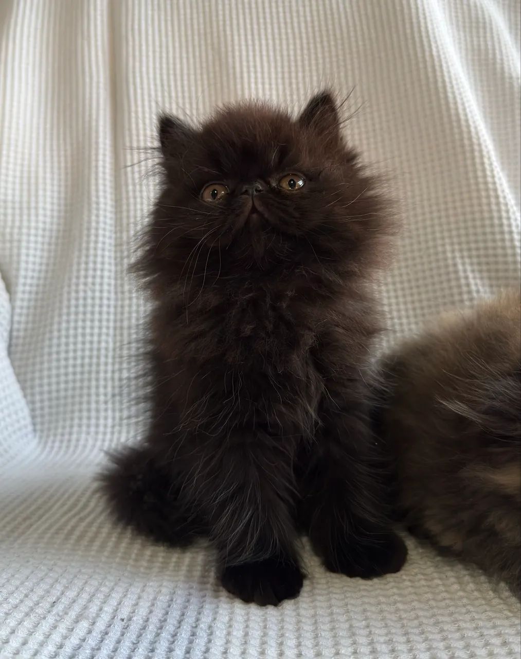Gato Persa - Foto 4