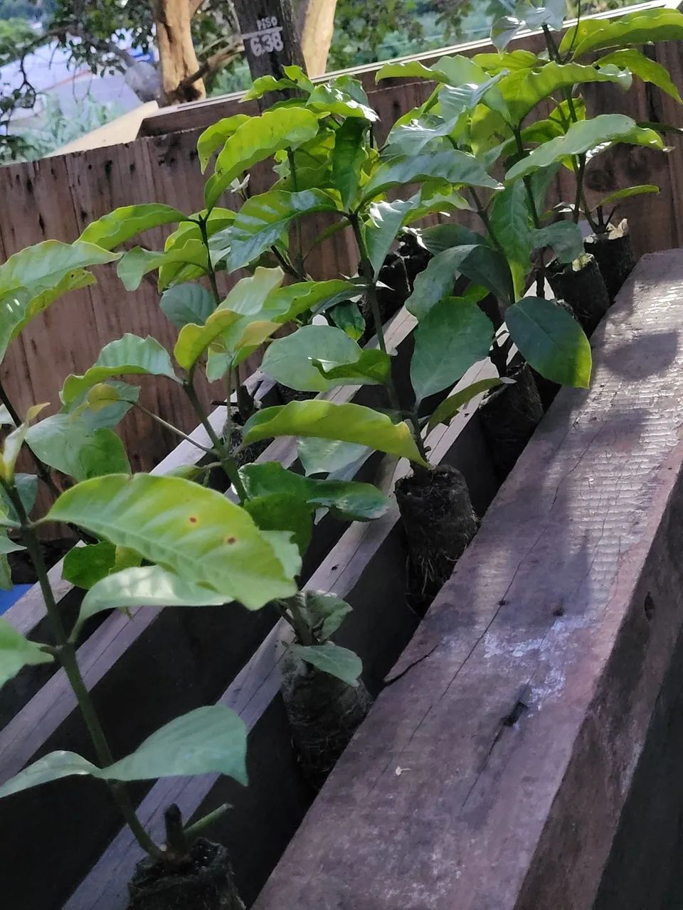 Mudas de Café Conilon - Foto 3