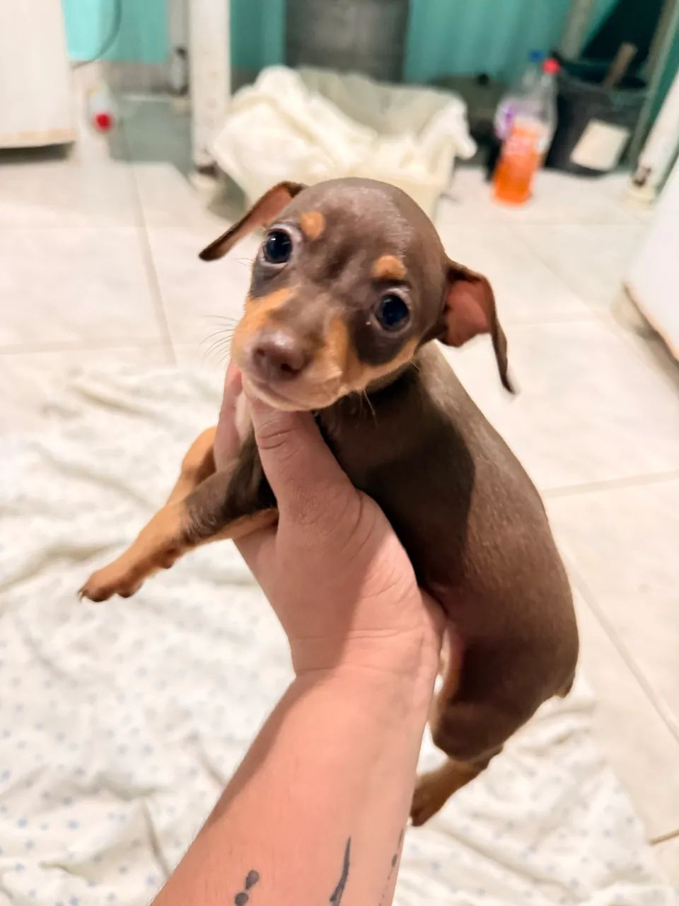 Pinscher 1 - Foto 2