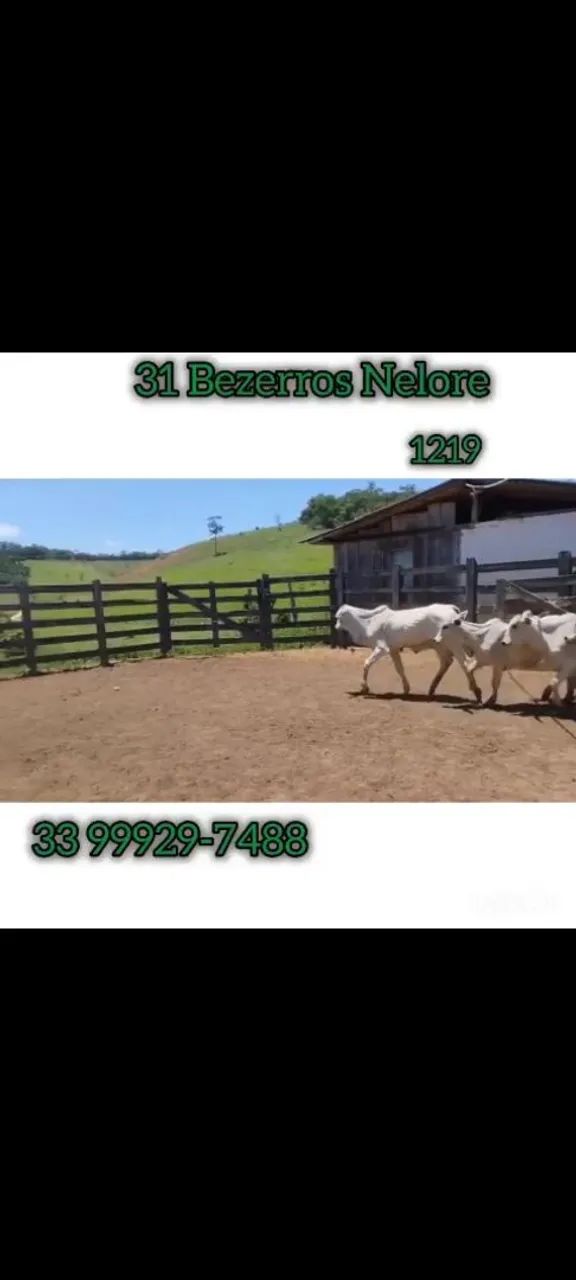 31 Bezerros Nelore  - Foto 2