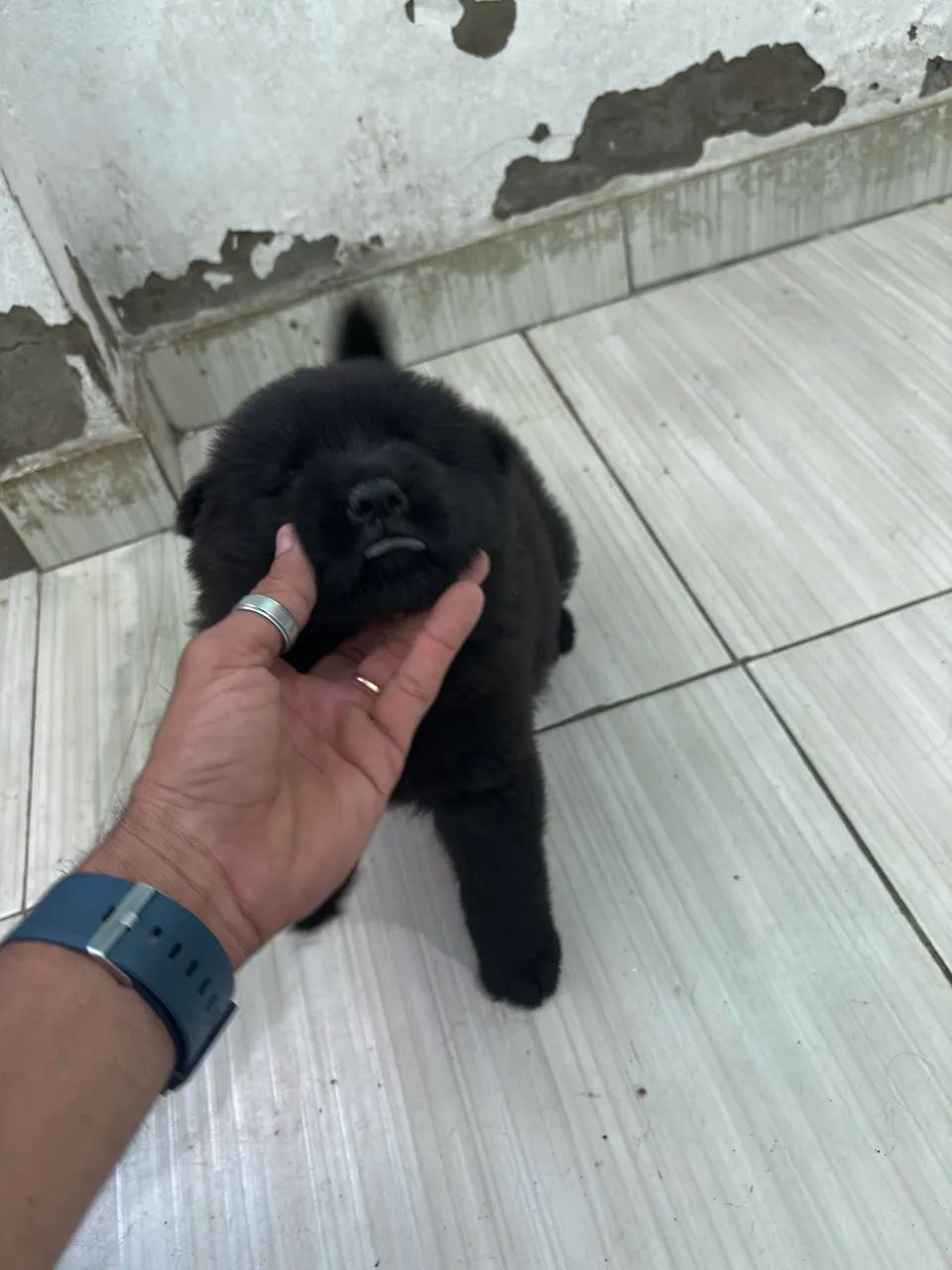 Chow chow filhote - Foto 5