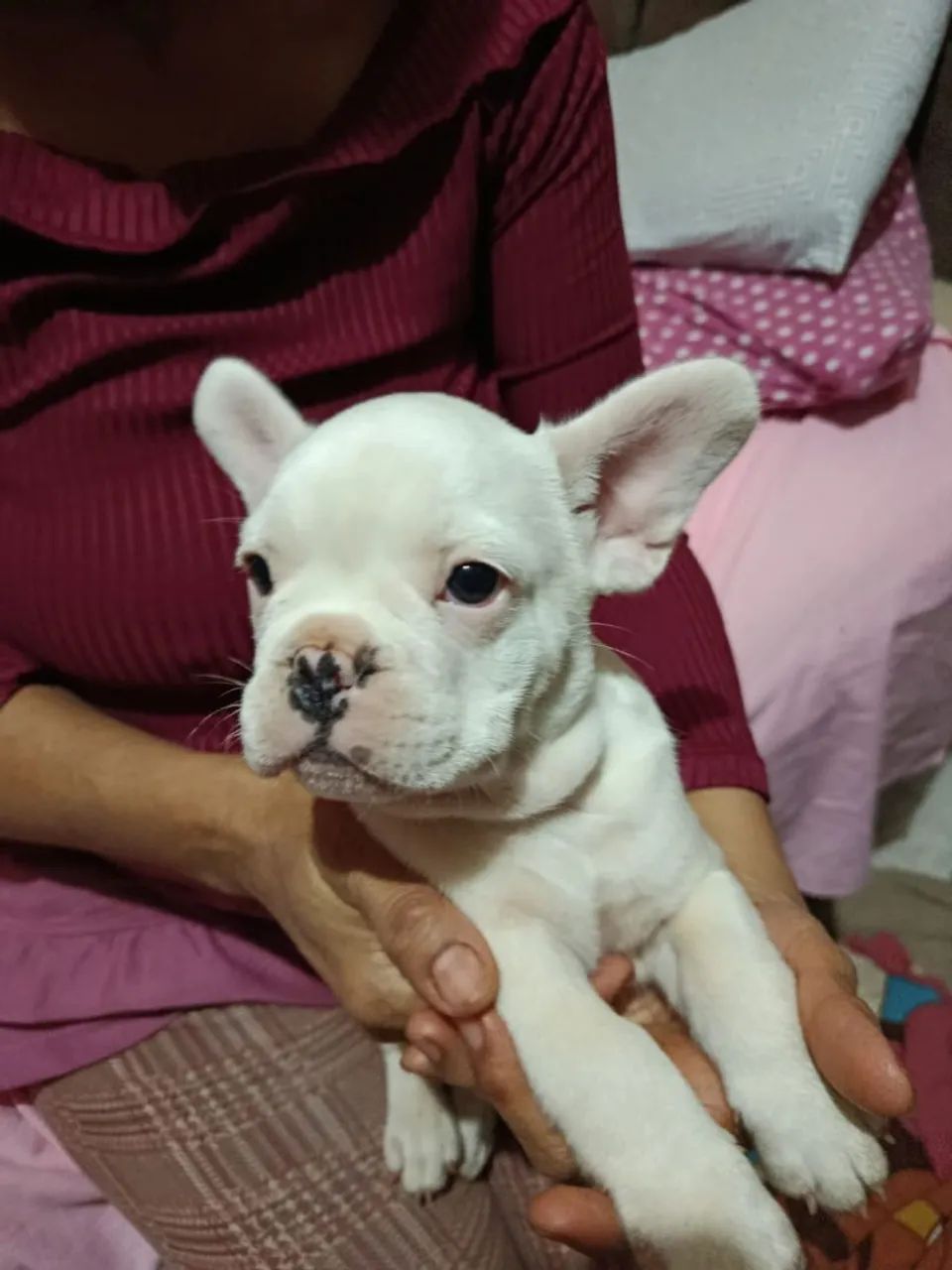 Buldogue francês  - Foto 2