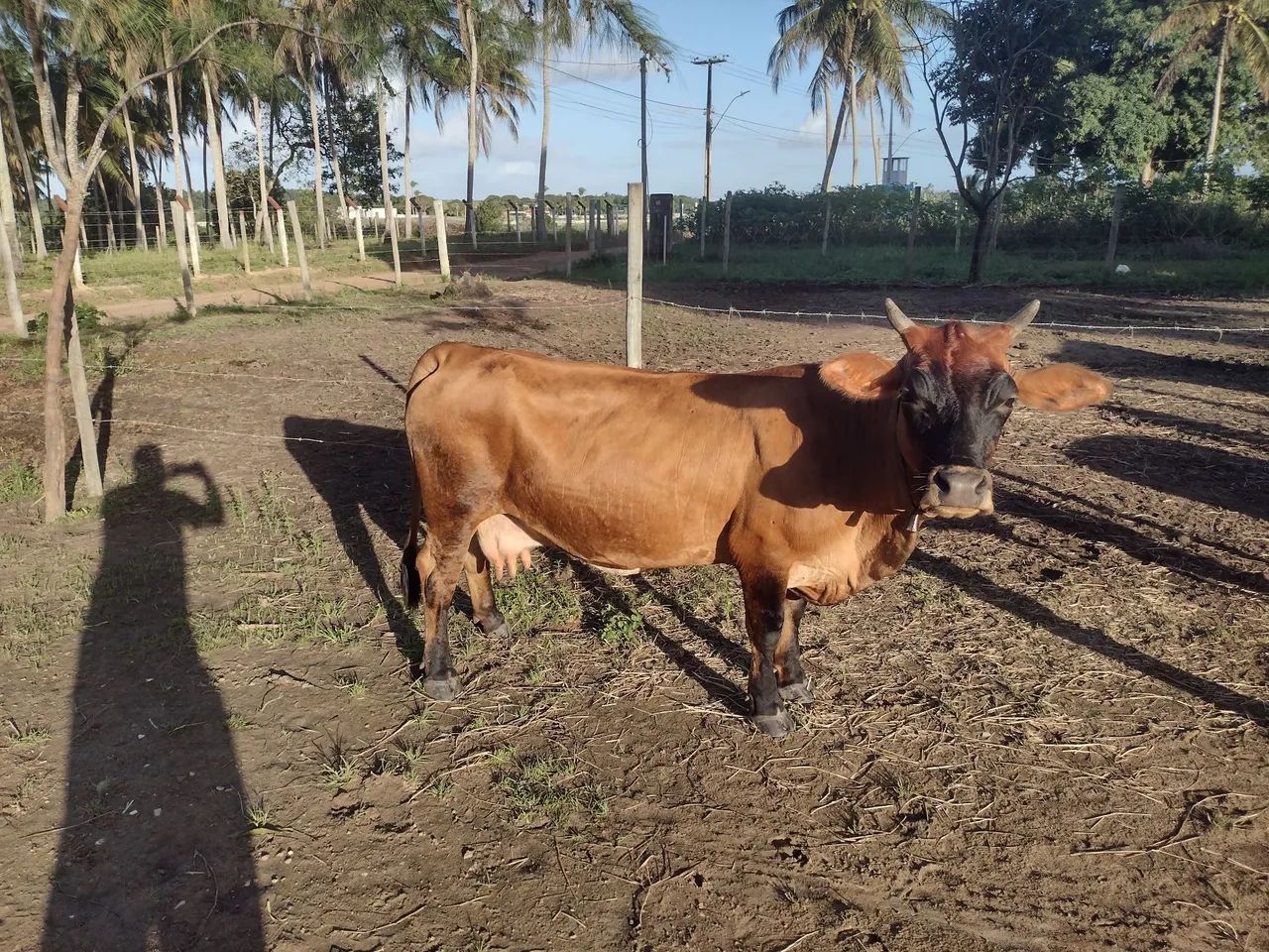 Touro Jersey. Bezerro Jersey  - Foto 3