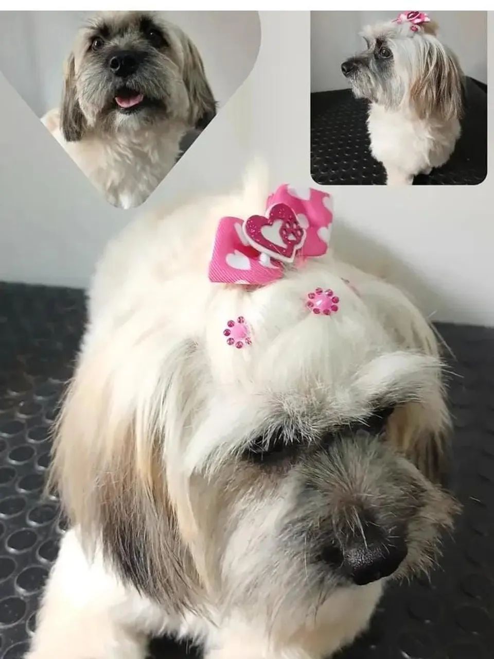 Cachorrinhos a venda  - Foto 3
