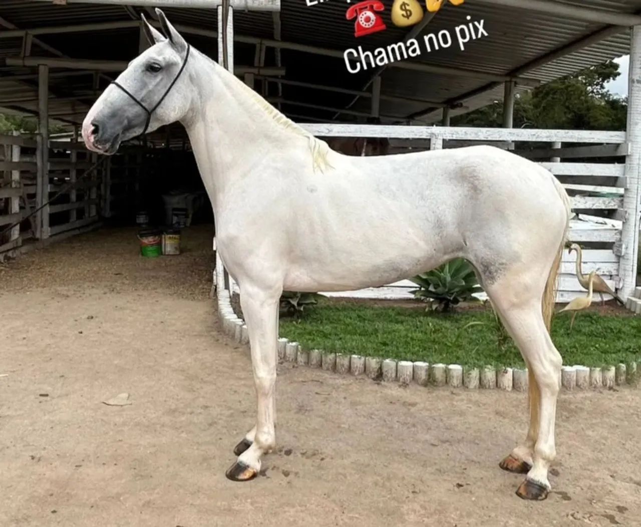 Égua mangalarga luxo... - Foto 3