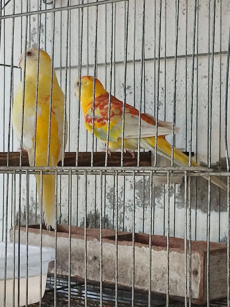 Gaiola a venda  - Foto 3