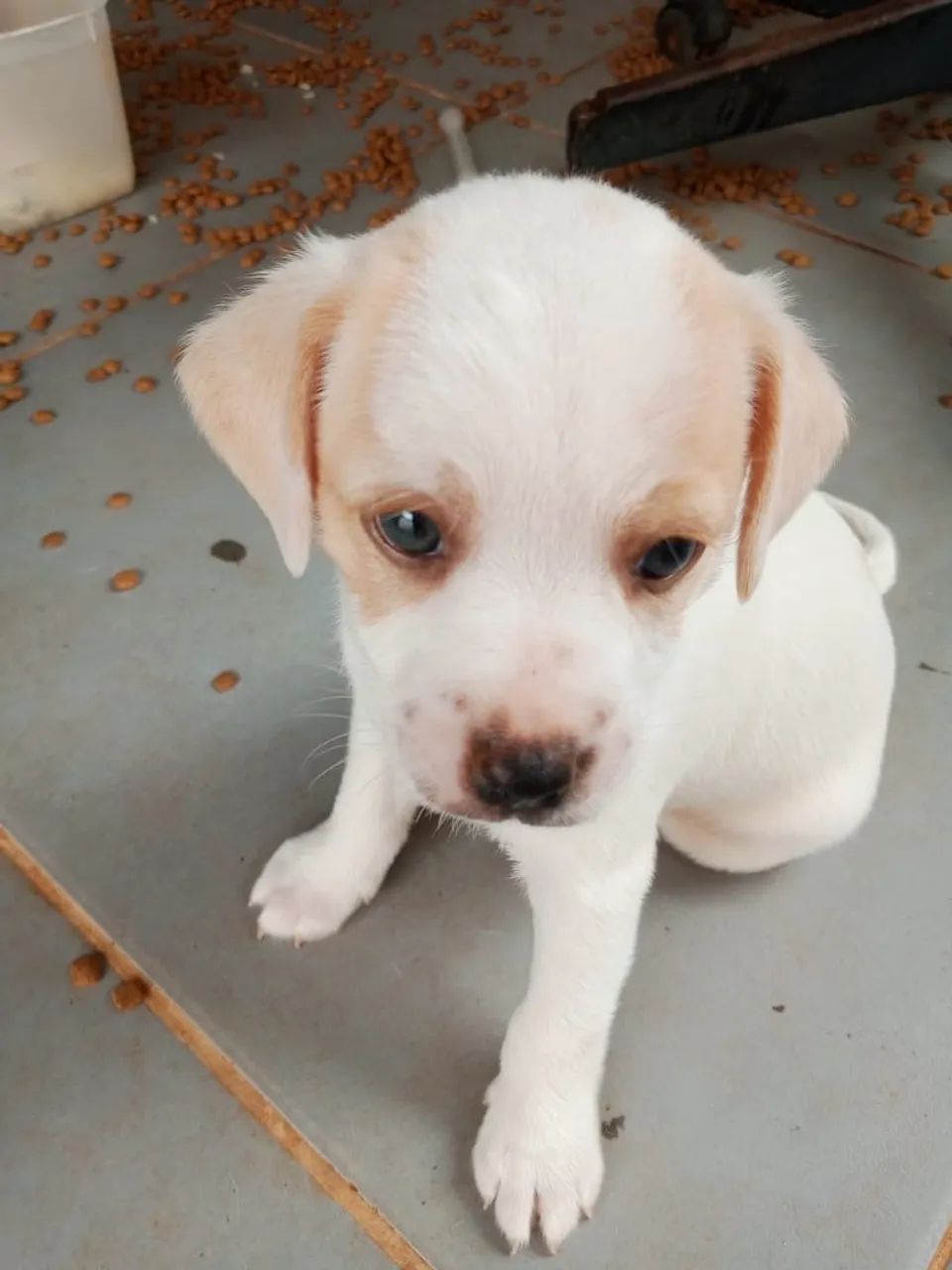 Cachorro  - Foto 2