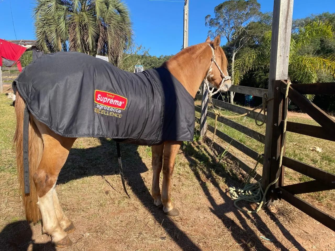 (Cavalo cuiudo crioulo) - Foto 3
