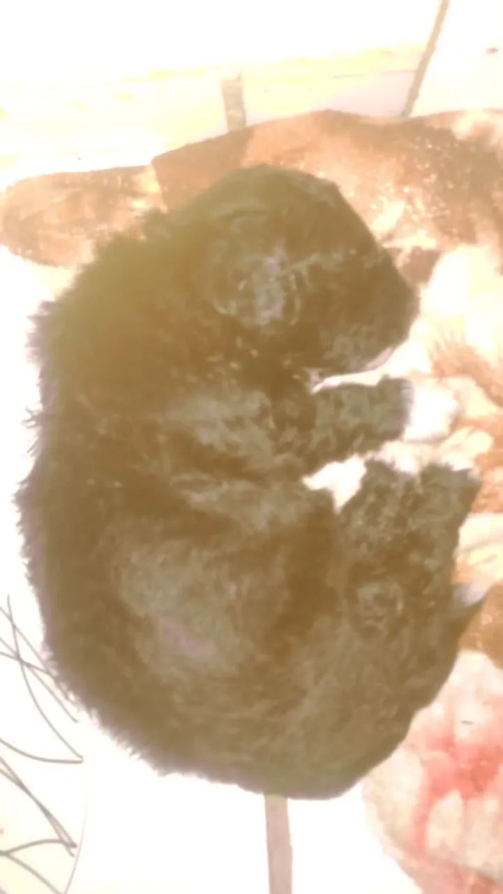 Poodle toy machinho 