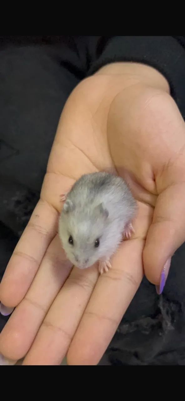 Hamster  - Foto 2