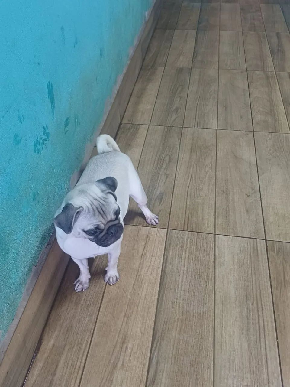Pug  - Foto 2