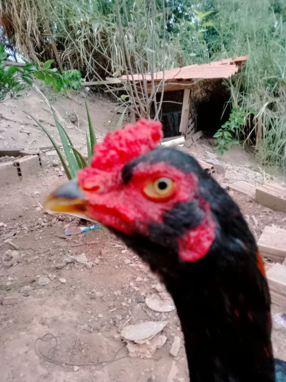Frango índio  - Foto 5