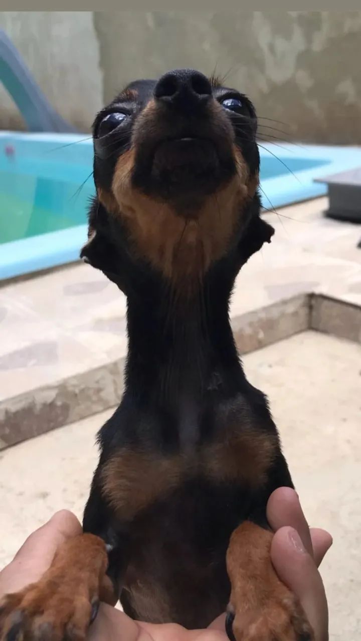 Pinscher Macho(pai e mãe 0)  - Foto 2