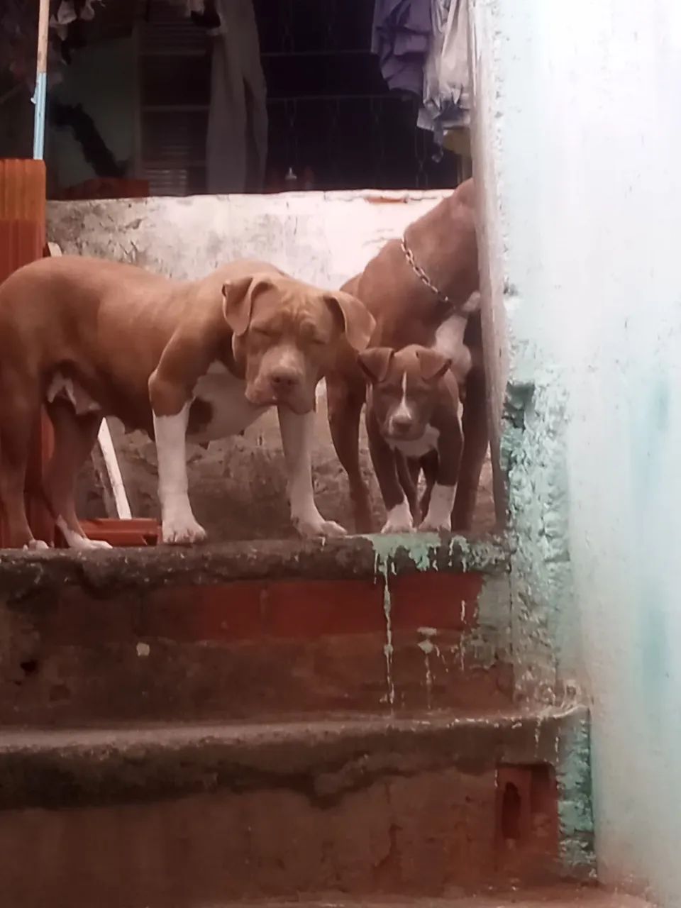 Filhote de Pitbull  - Foto 4