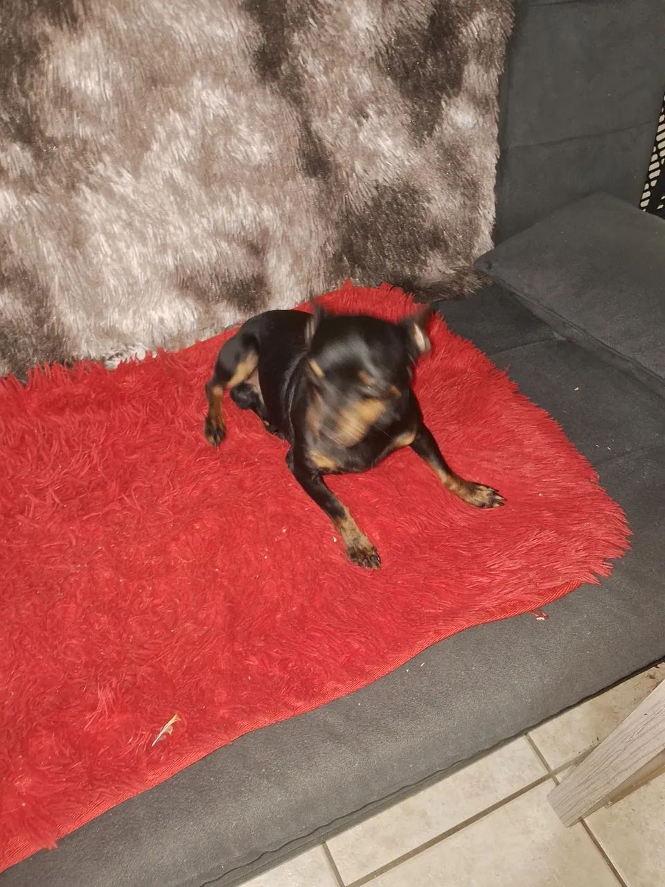 Pinscher - Foto 3
