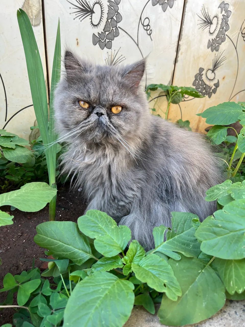 Gatas persas fêmeas  - Foto 2