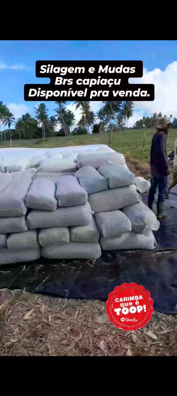 SILO E MUDAS BRS CAPIAÇU COM ENTREGA EM ARACAJU GRATIS  - Foto 3