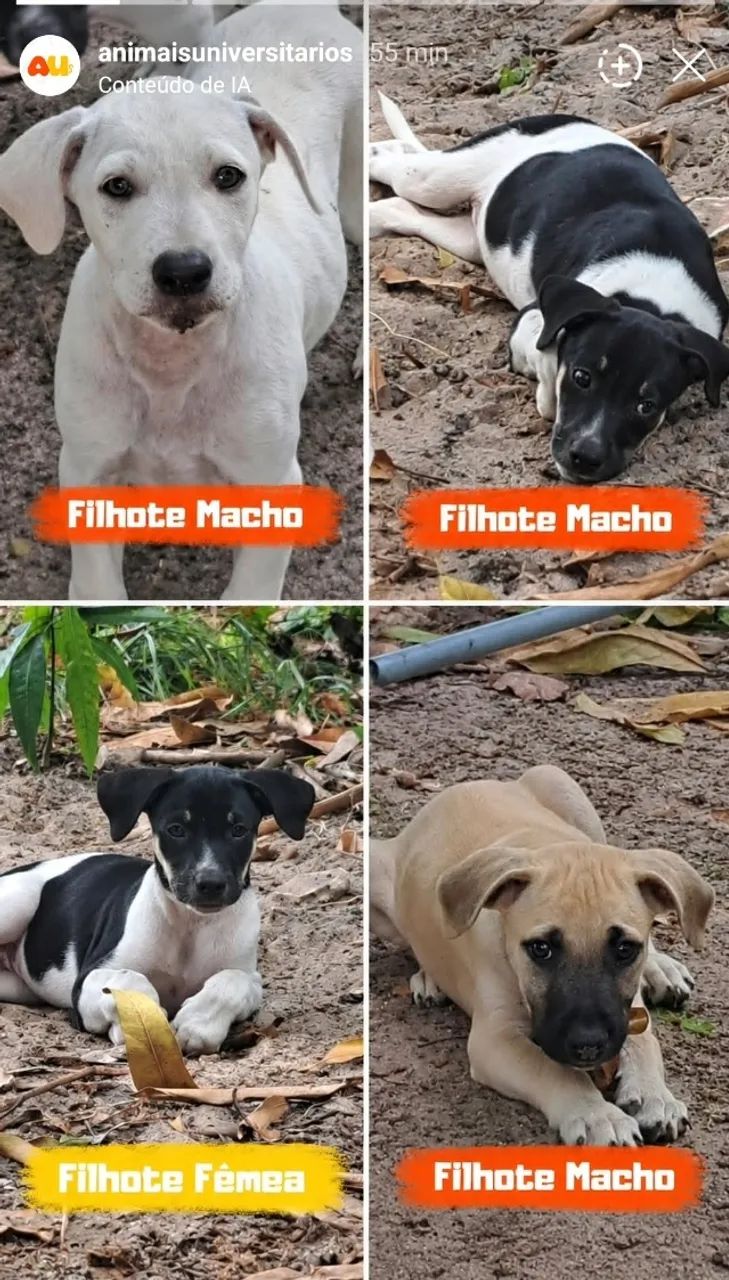 Filhotes para adoção 