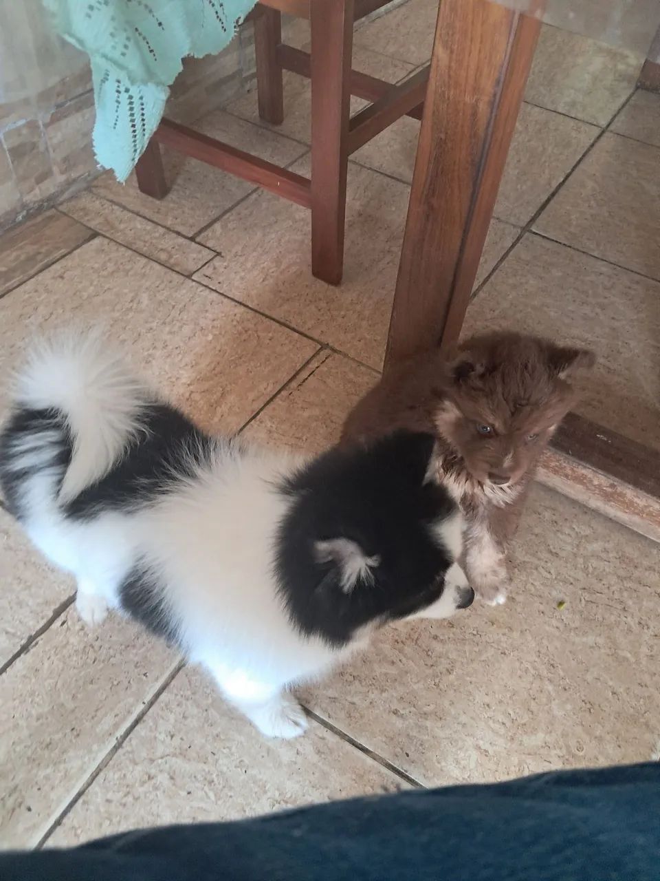 ANIMAIS DE ESTIMAÇÃO  - Foto 5