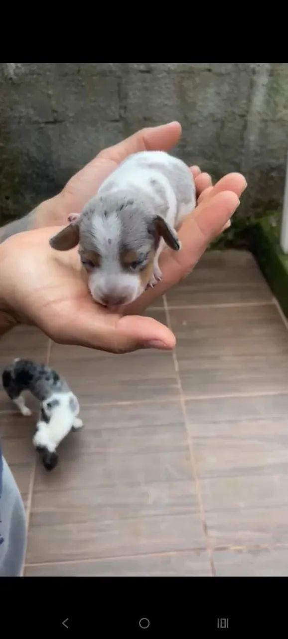 Dachshund  - Foto 2