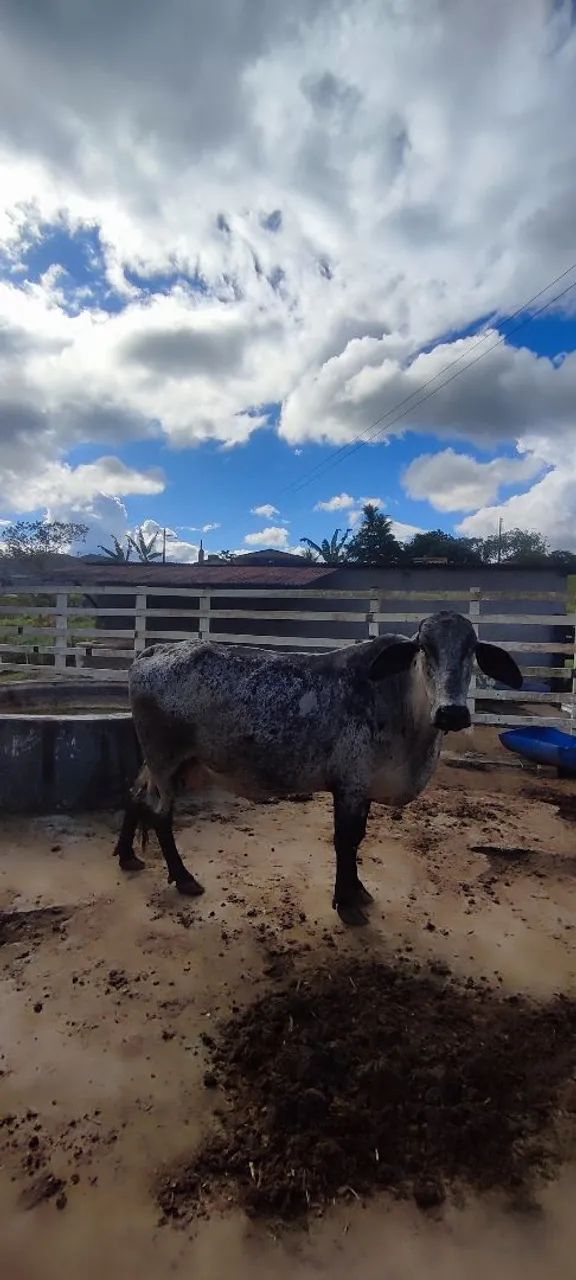 Vendo Vacas Girolanda  - Foto 3
