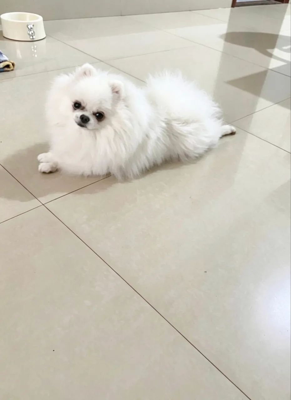 Cobertura disponível - Lulu da pomerânia - Foto 3