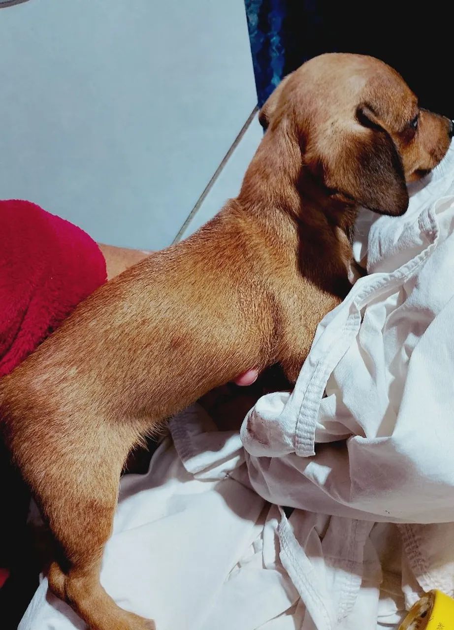 Cachorro - Foto 5