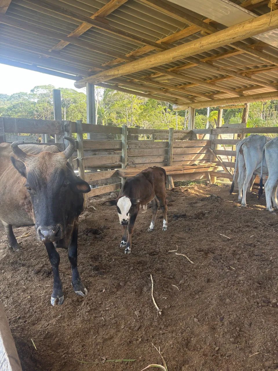 Vaca Jersey com terneiro - Foto 2