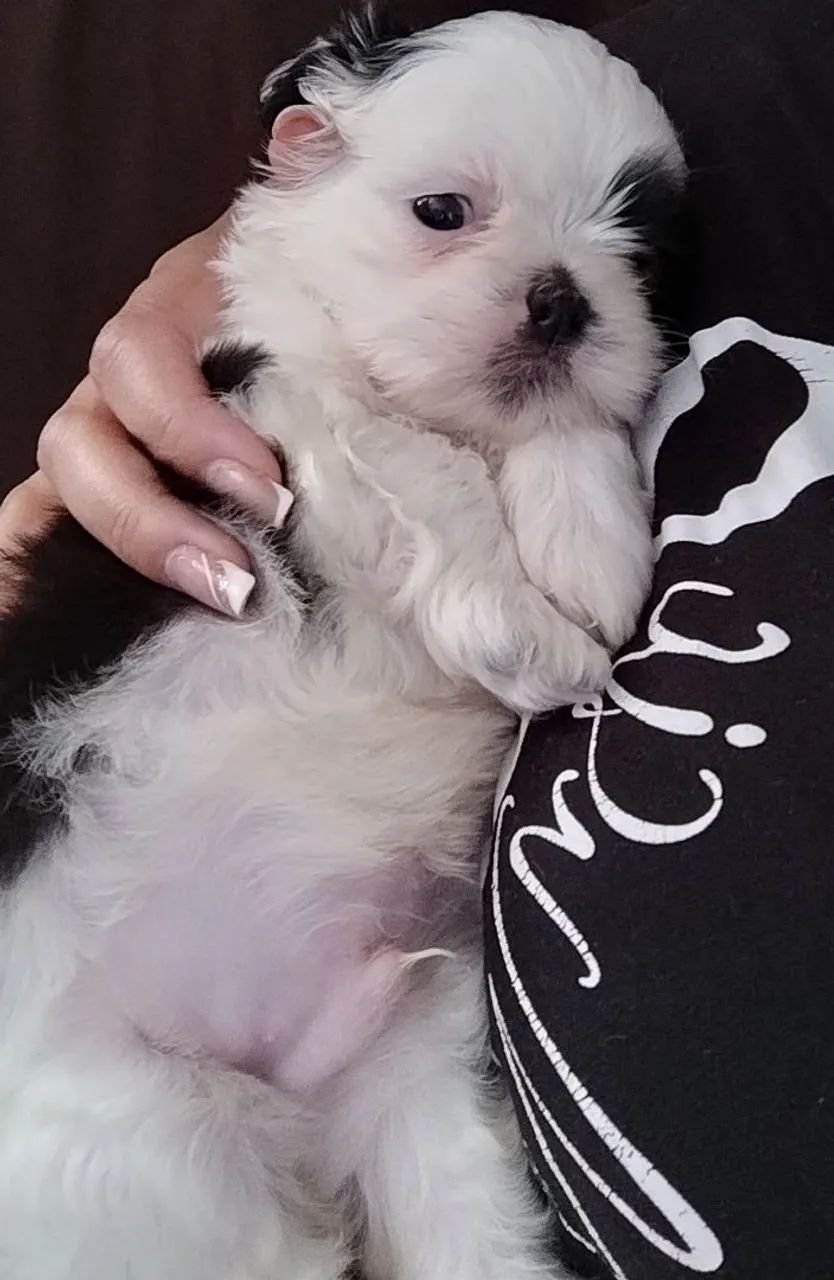 Filhote de chitzu mini