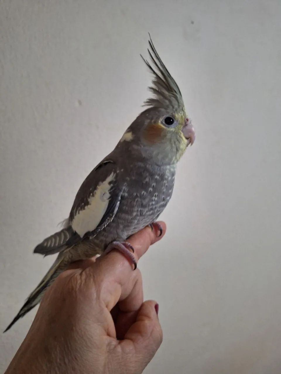 Viveiros 