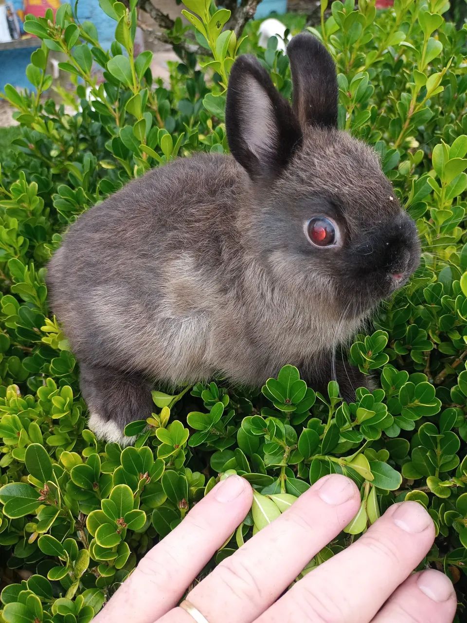 Filhotes de mini coelhos nertland 