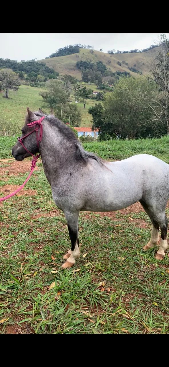 Pônei ( Mini horse) - Foto 4