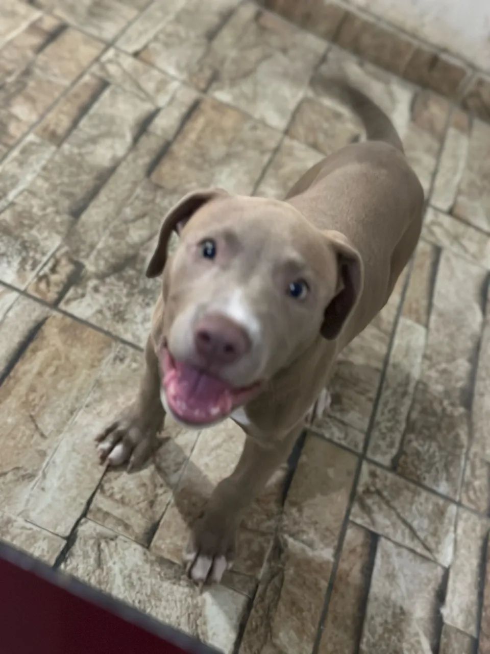 Pitbull  - Foto 2