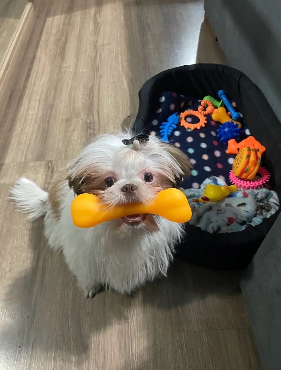 Cachorro shit zu macho - Foto 4