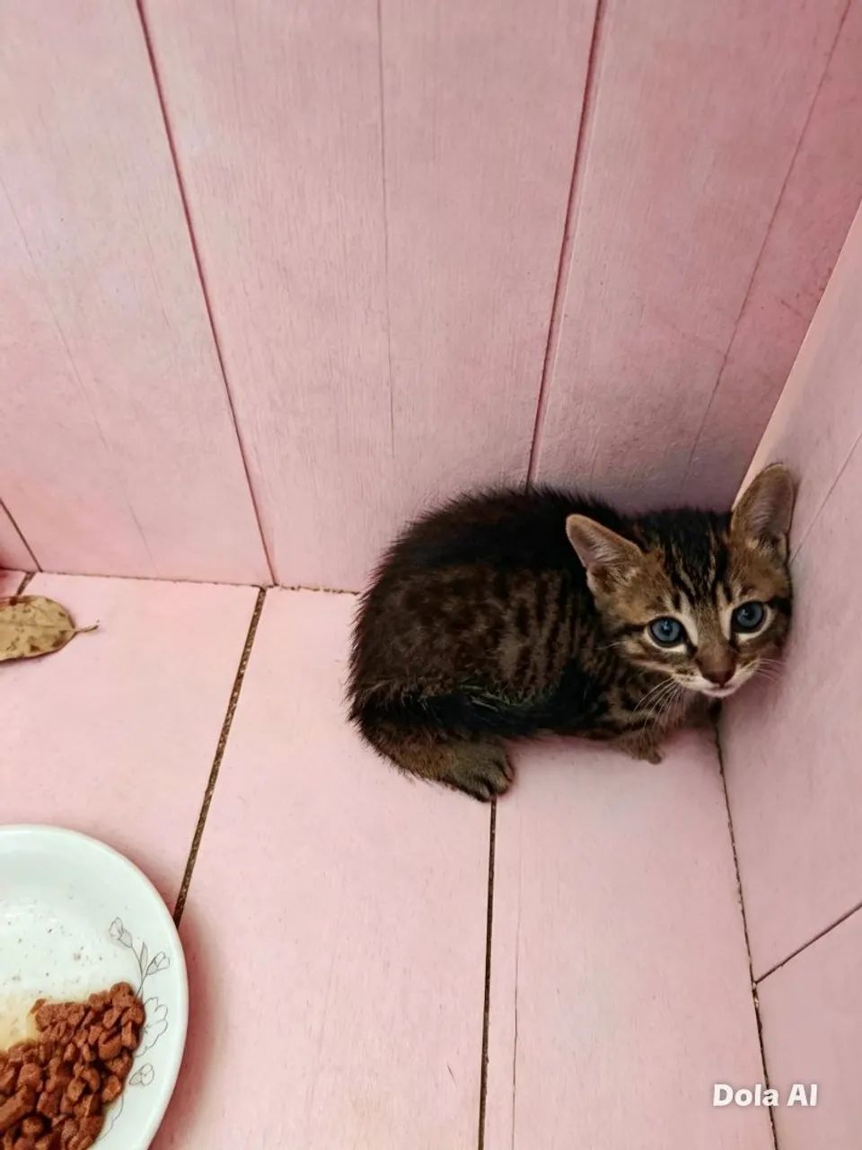 Doa se gatinhos  - Foto 2