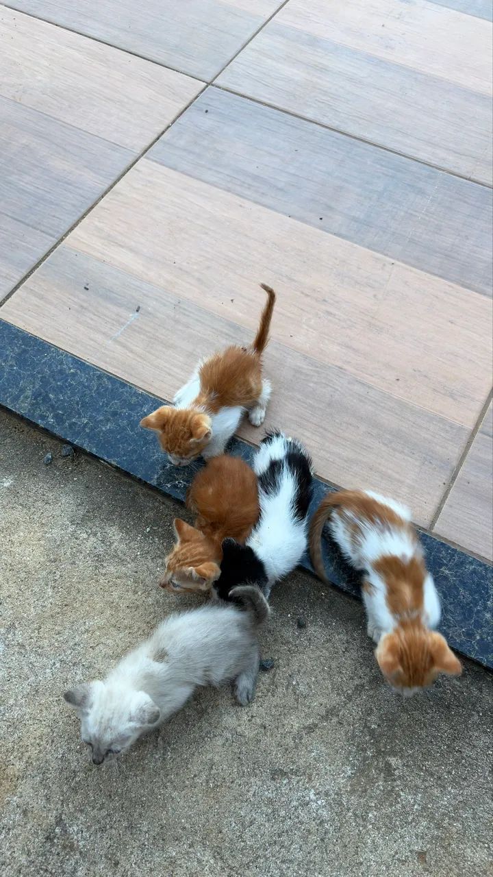 Doação de gatos - Foto 3